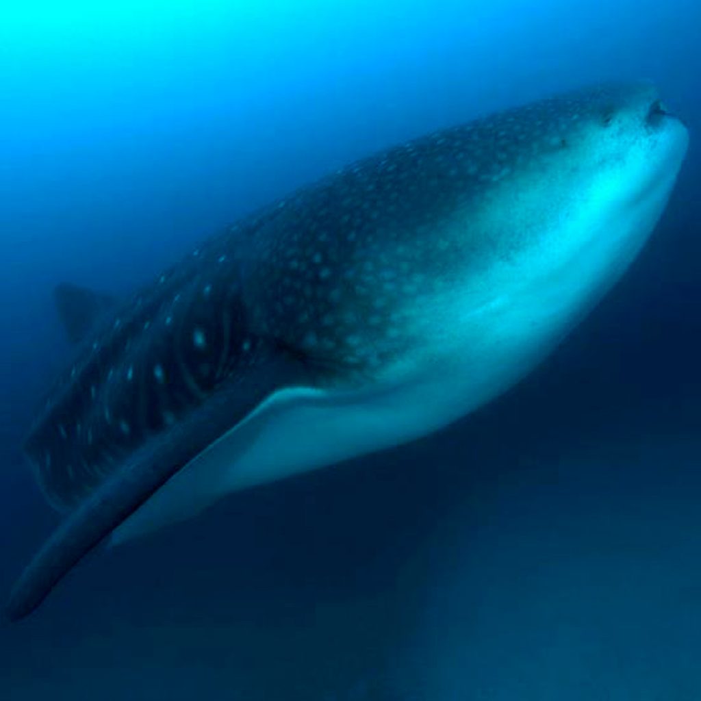 Diving Galapagos Master Cruise