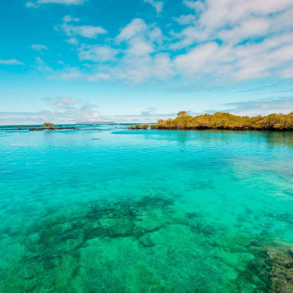 Concha Perla Isabela Galapagos Islands