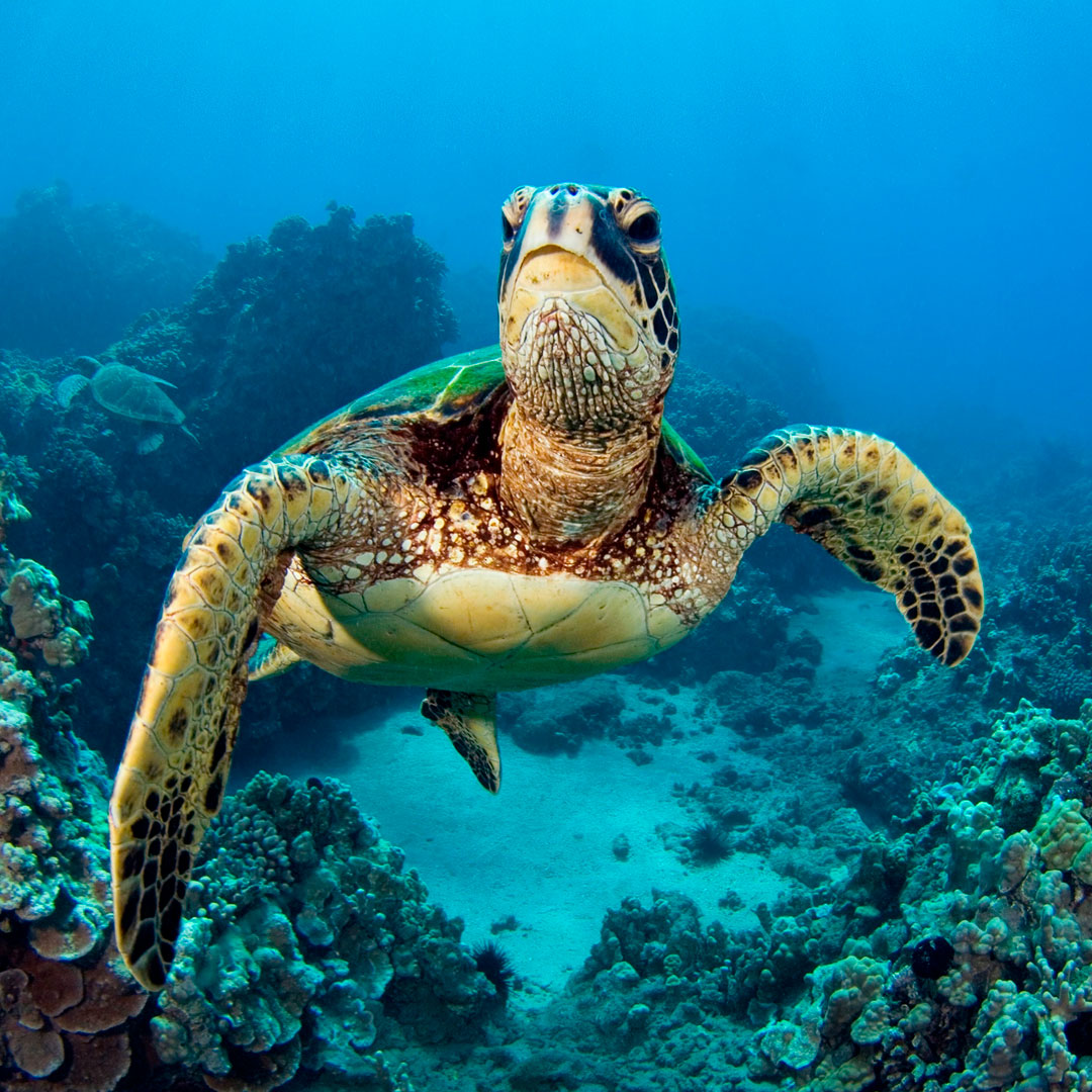 Green Turtle Galapagos Isabela Island