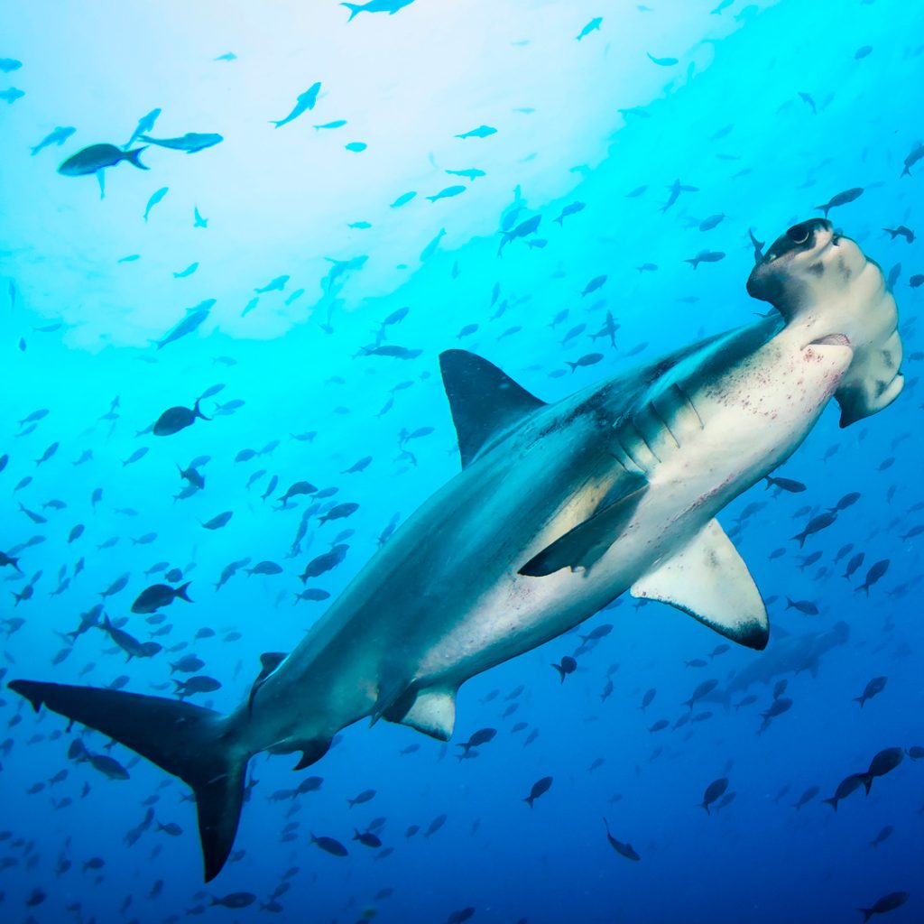 Galapagos Islands Hammerhead Shark