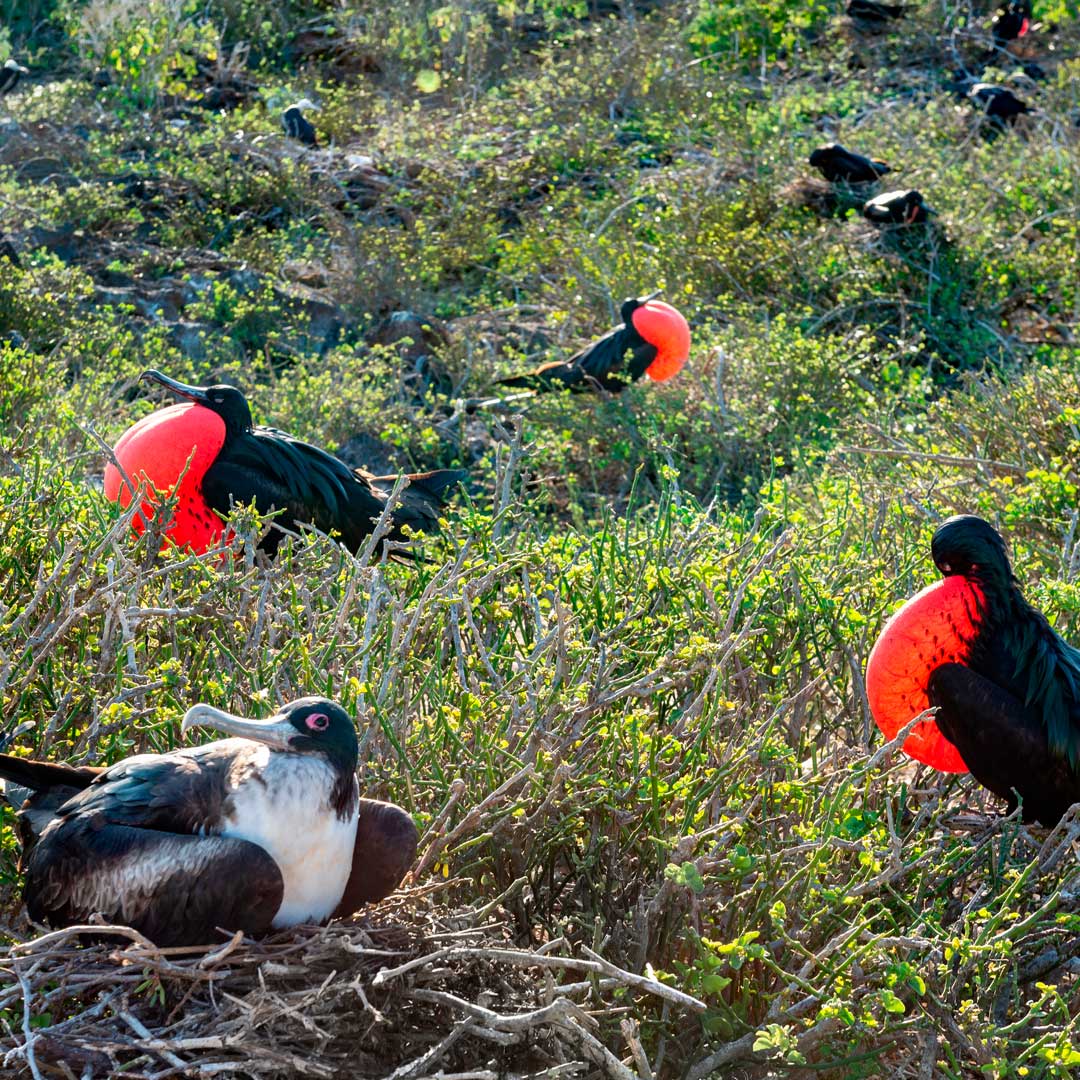 Galapagos Islands Frigatebirds