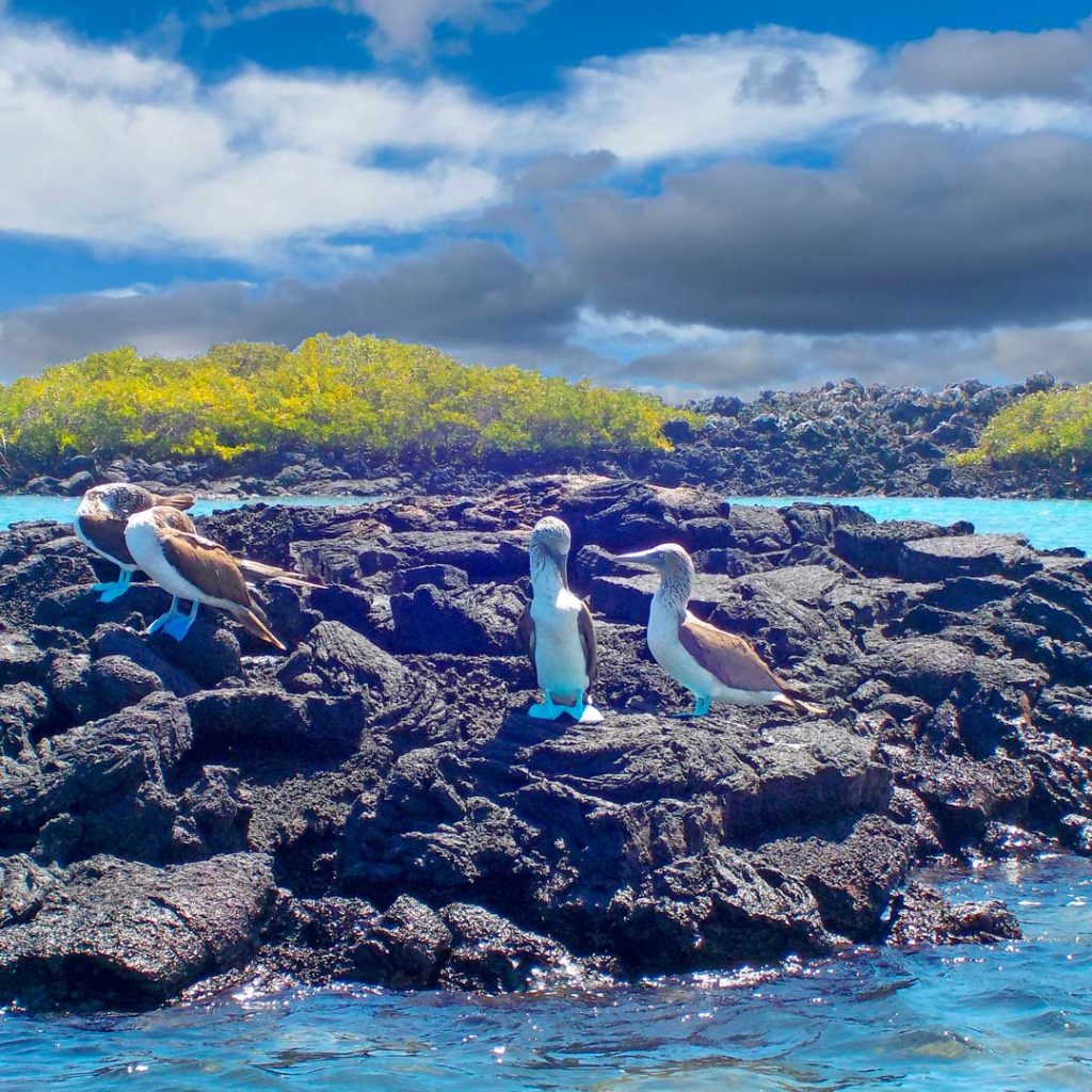 Las Tintoreras Galapagos Islands