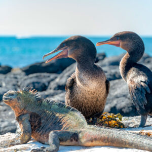 Mangle Point Galapagos Islands