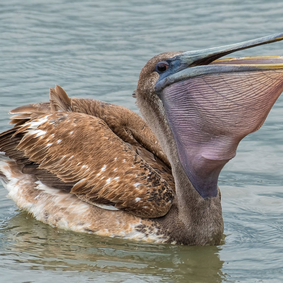 Galapagos Islands Brown Pelican