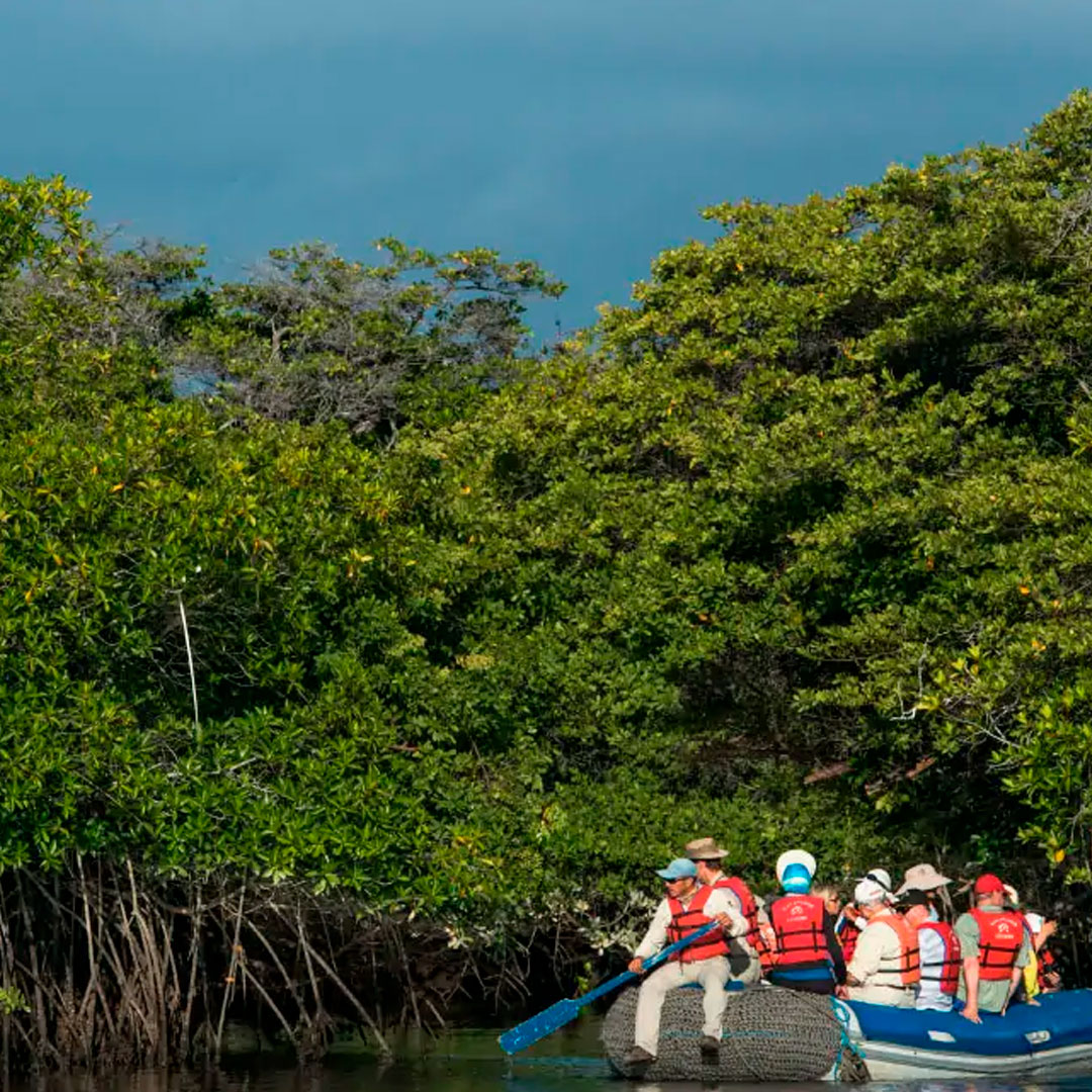 Black Turtle Cove Galapagos Islands