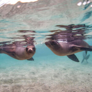 Galapagos Islands Sea Lion